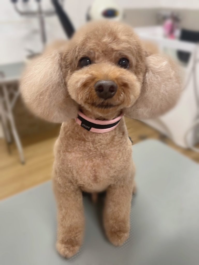 ルークくん