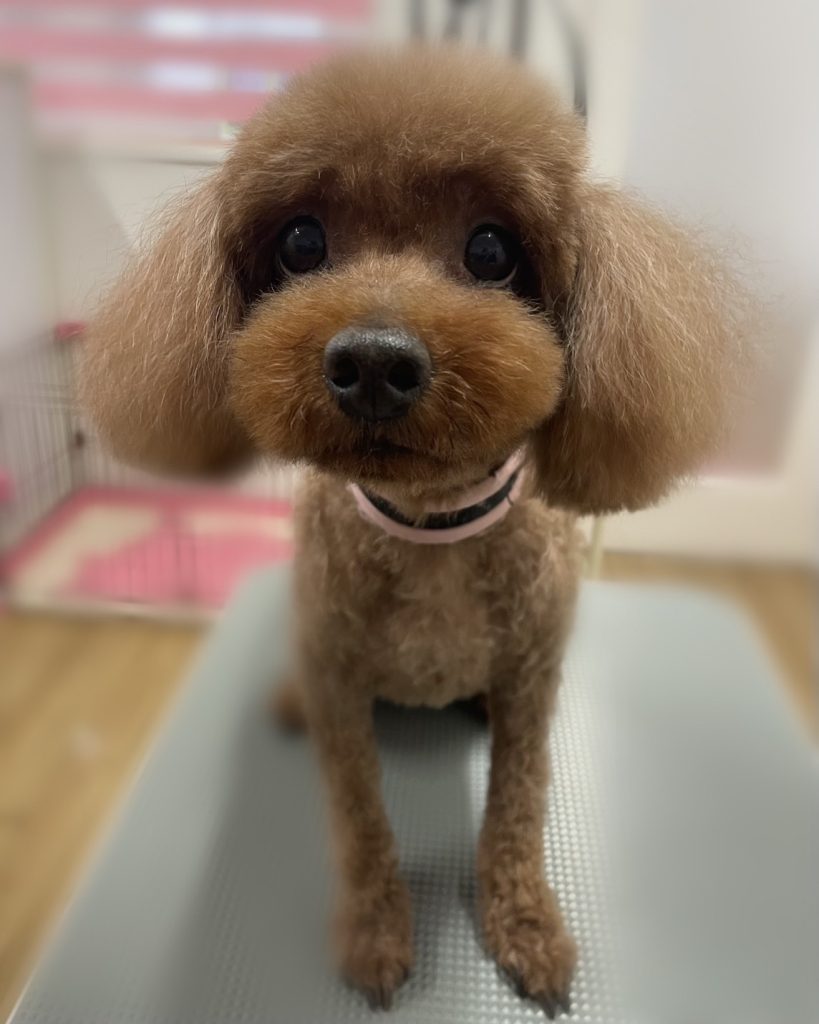 レオくん