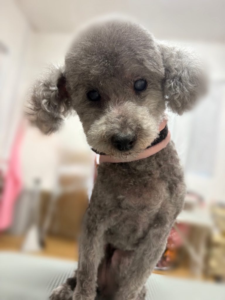 マリーちゃん