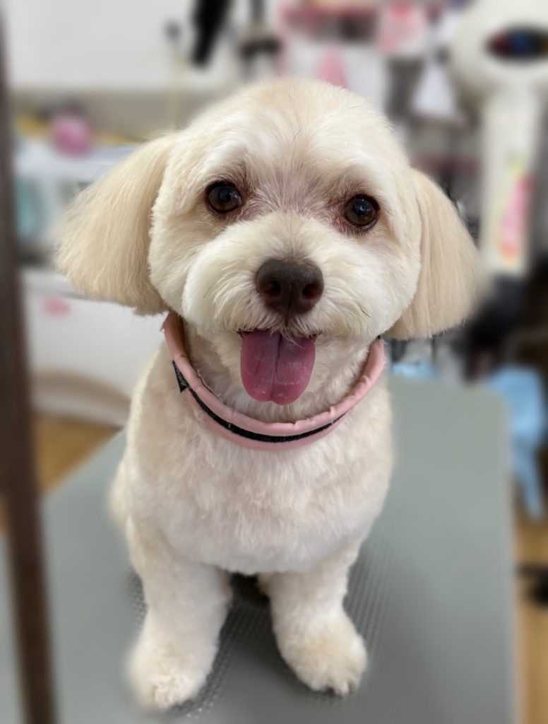 麦くん