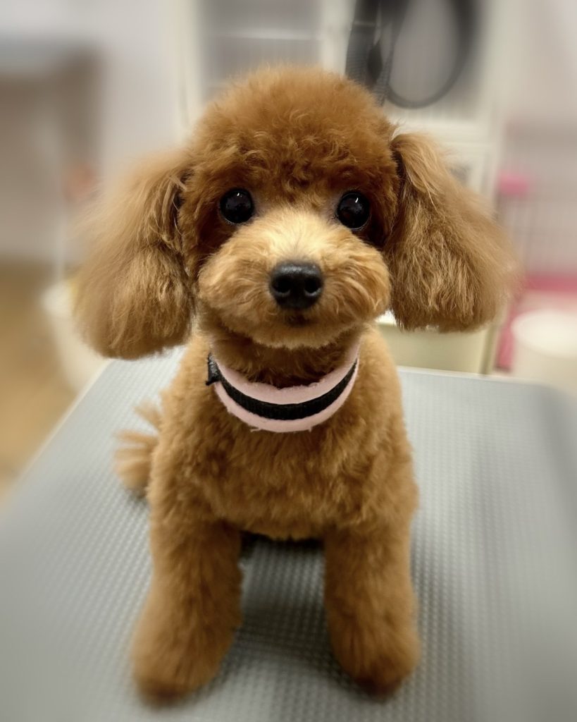 モアちゃん