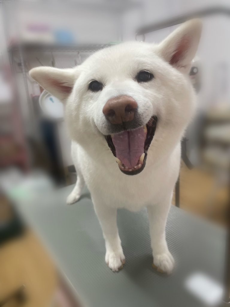 りゅうくん