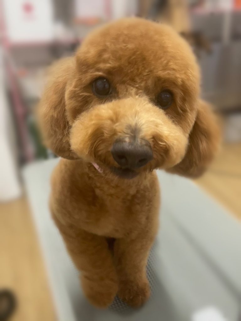 ルイくん