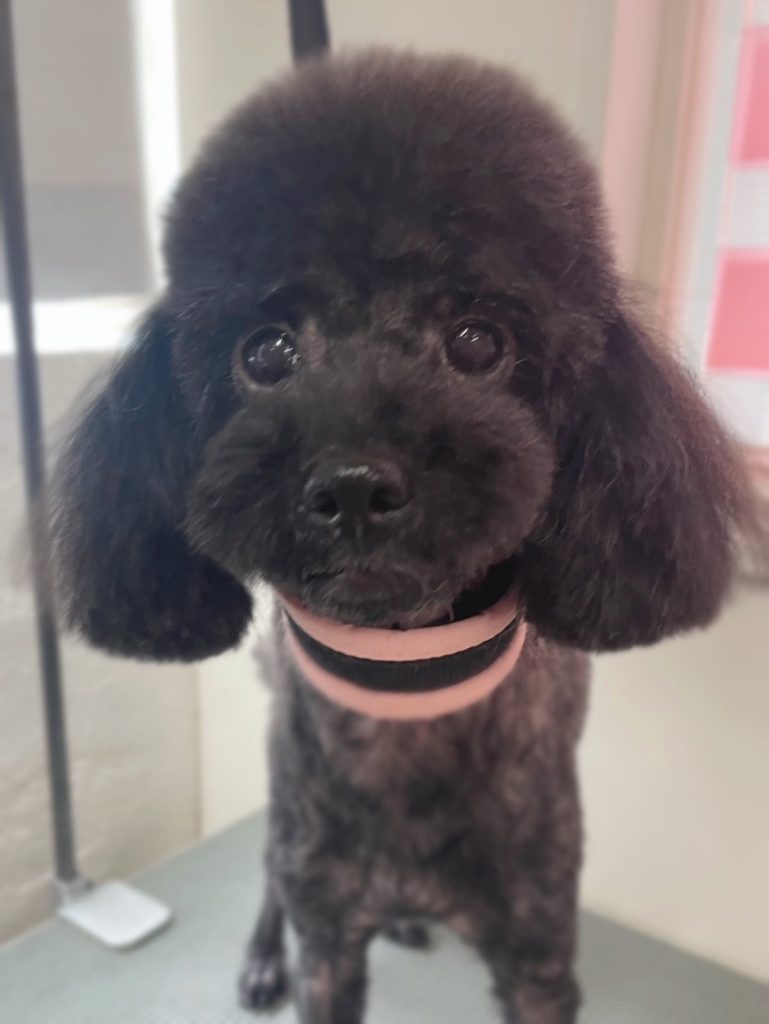 むぎちゃん