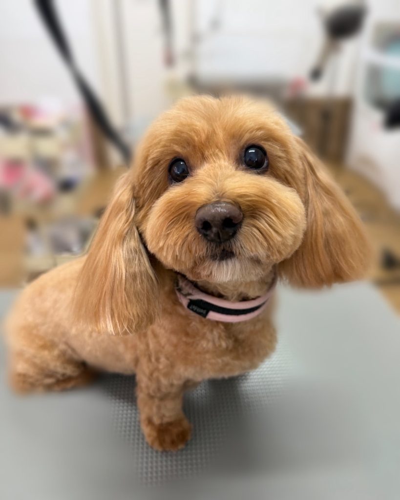 あろはちゃん