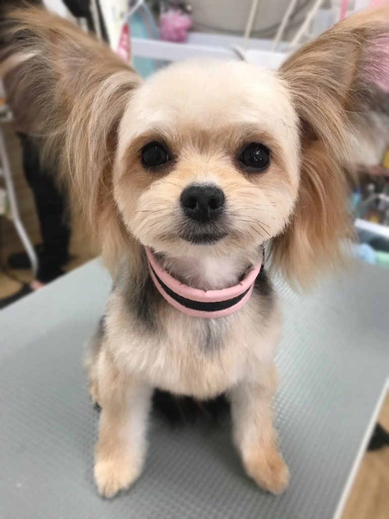 あるちゃん
