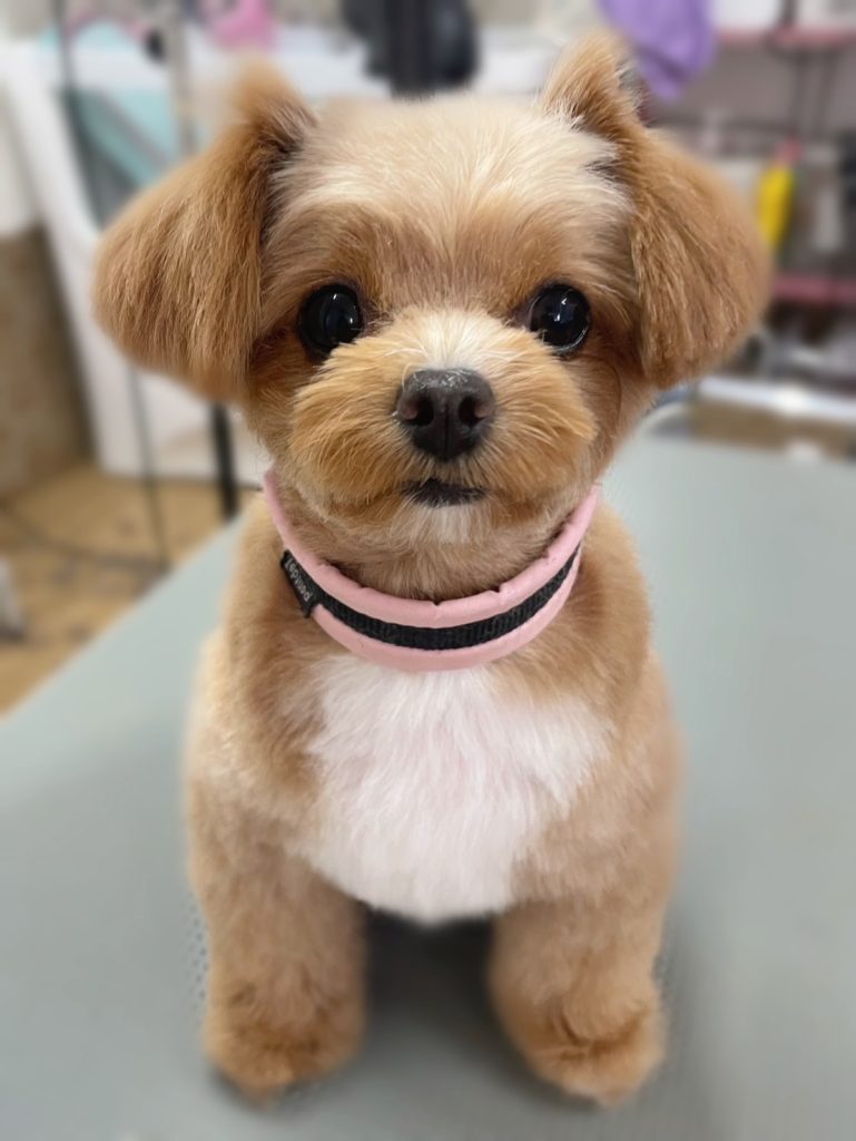 うにちゃん