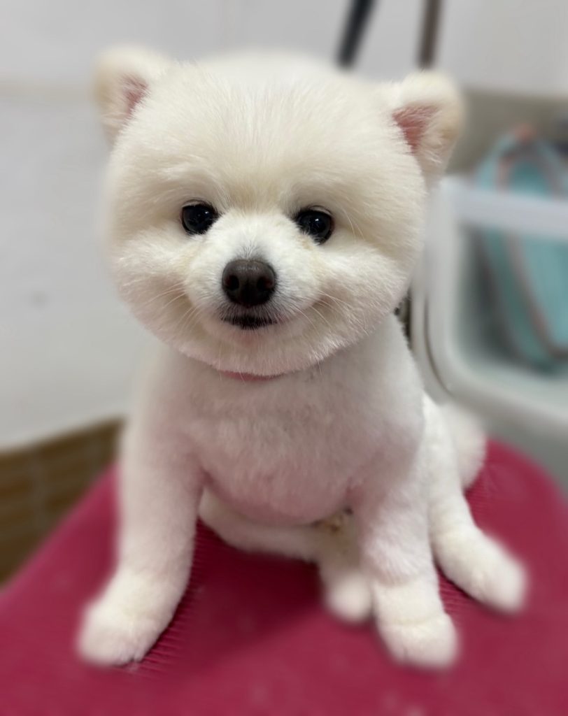 おもちくん