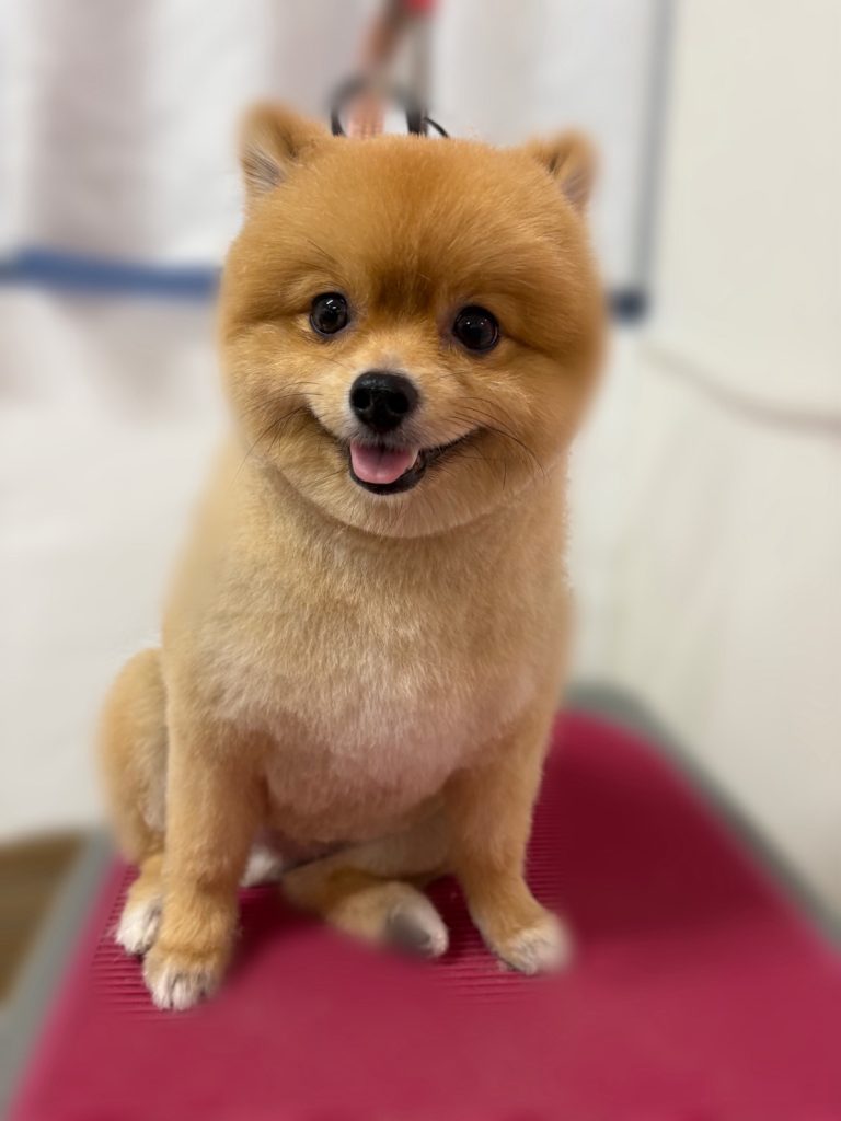 きなこくん