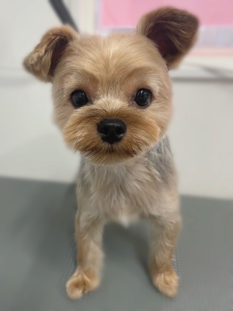 くぅくん