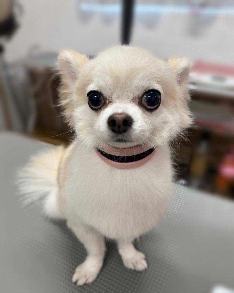 クリスくん