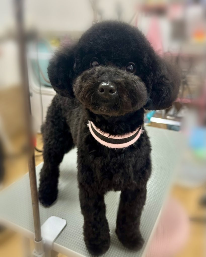 ここちゃん
