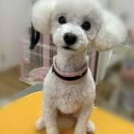 こむぎちゃん