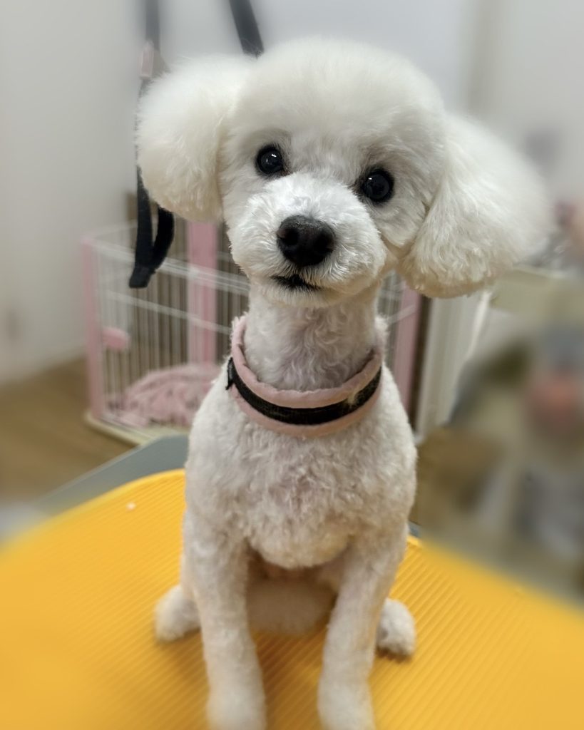 こむぎちゃん