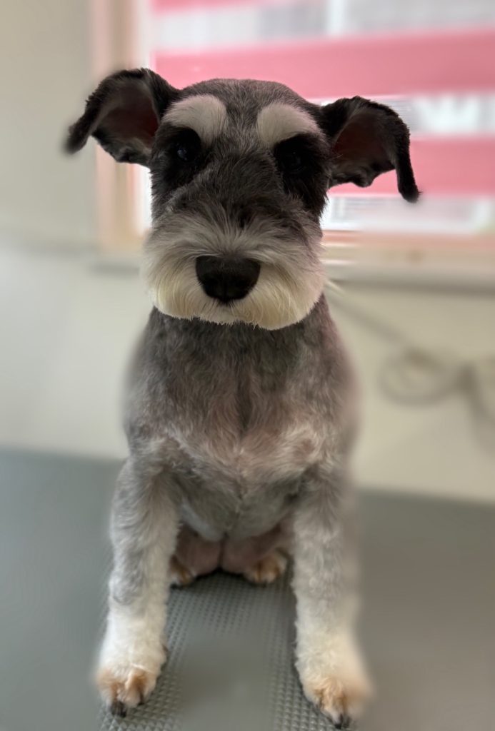 シュシュちゃん