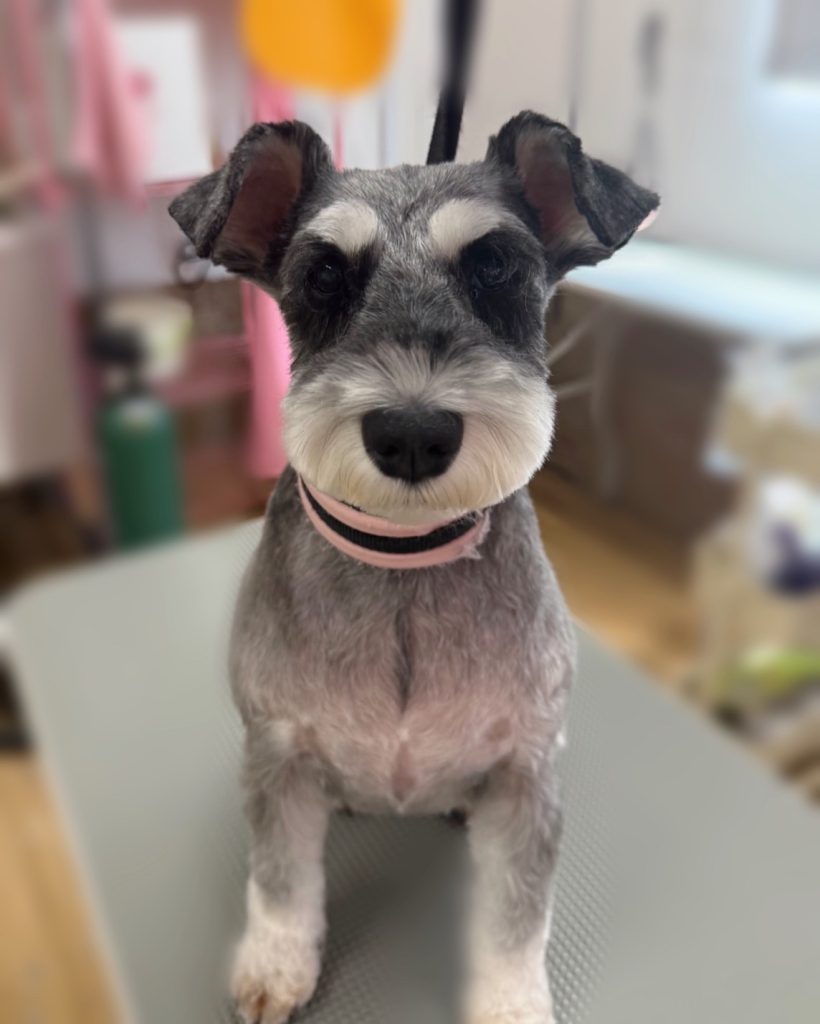 シュシュちゃん