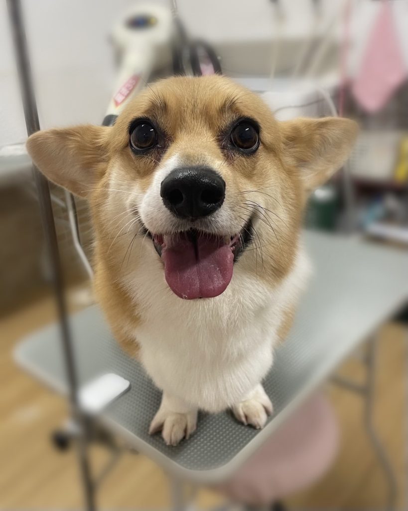シュシュちゃん