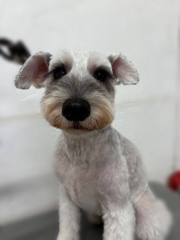 ジャッキーくん