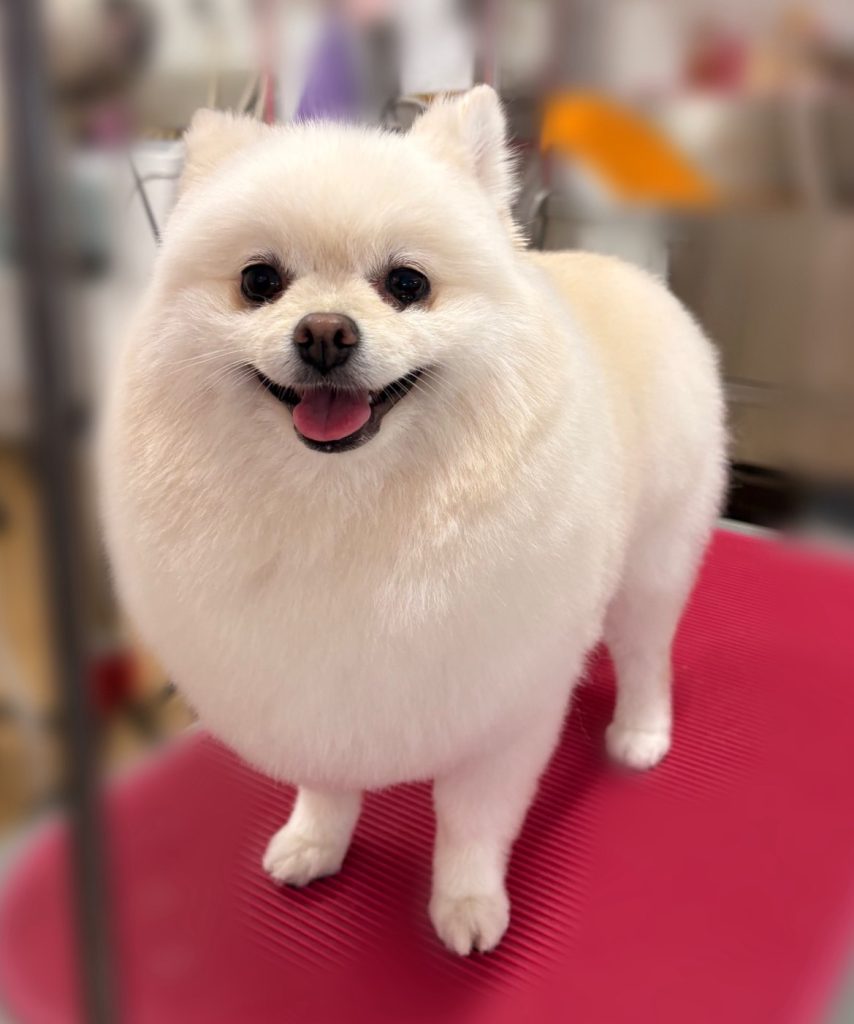 ジャーニーくん