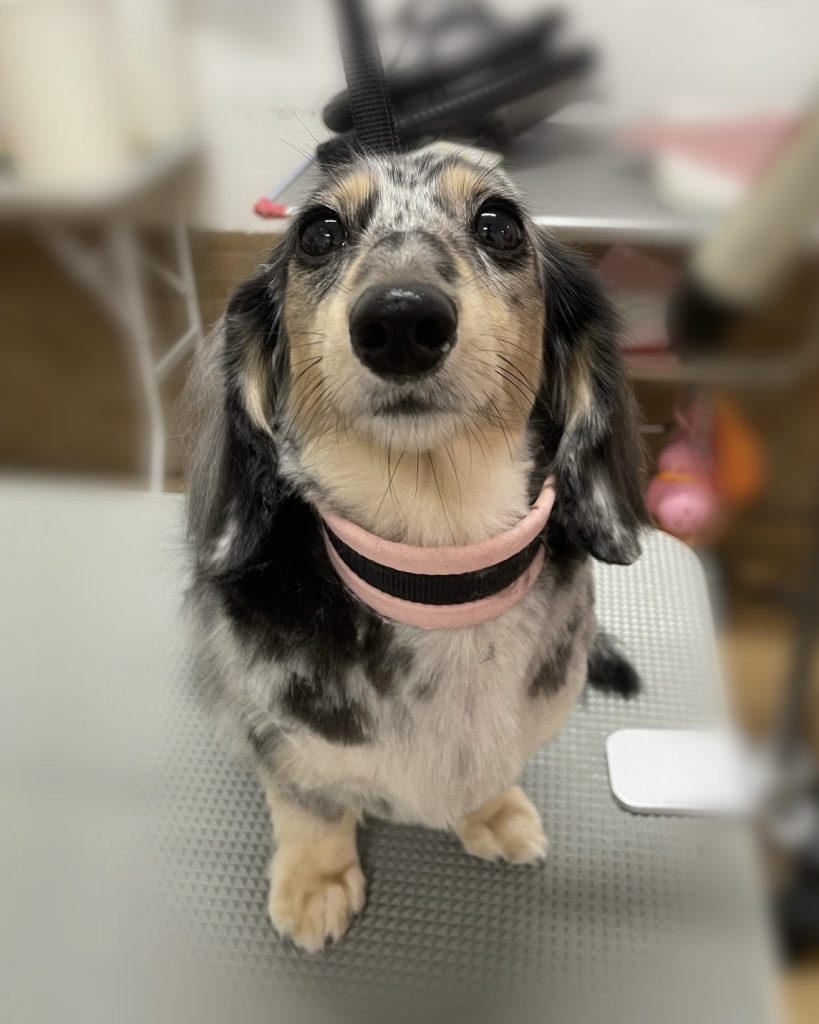 ジュエルちゃん