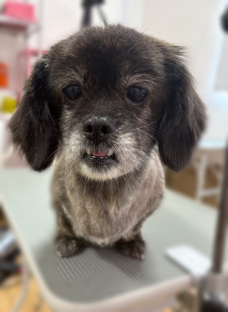 たんぽぽちゃん