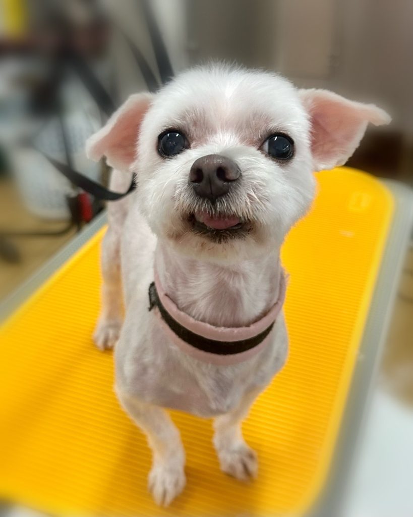 チロルくん
