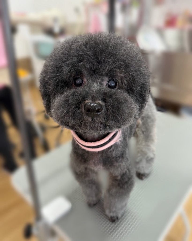ちょこあちゃん