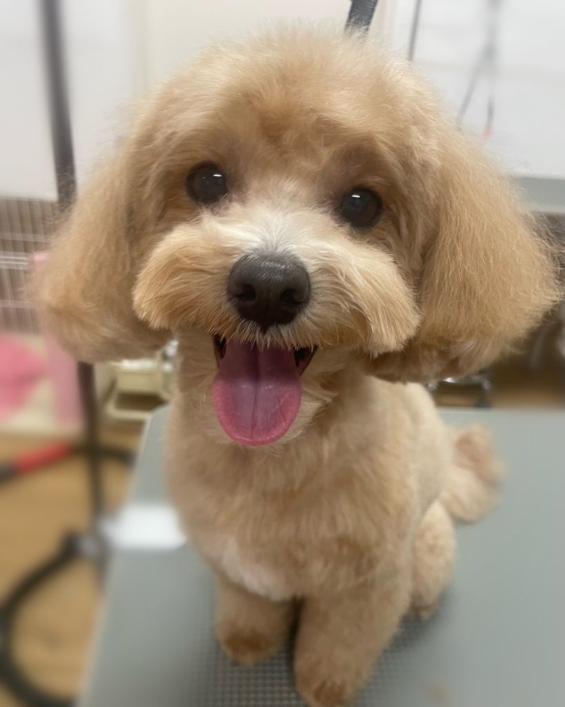 ノアくん