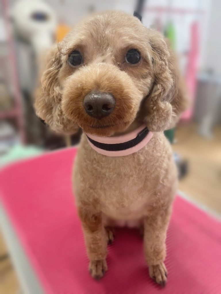はぴちゃん