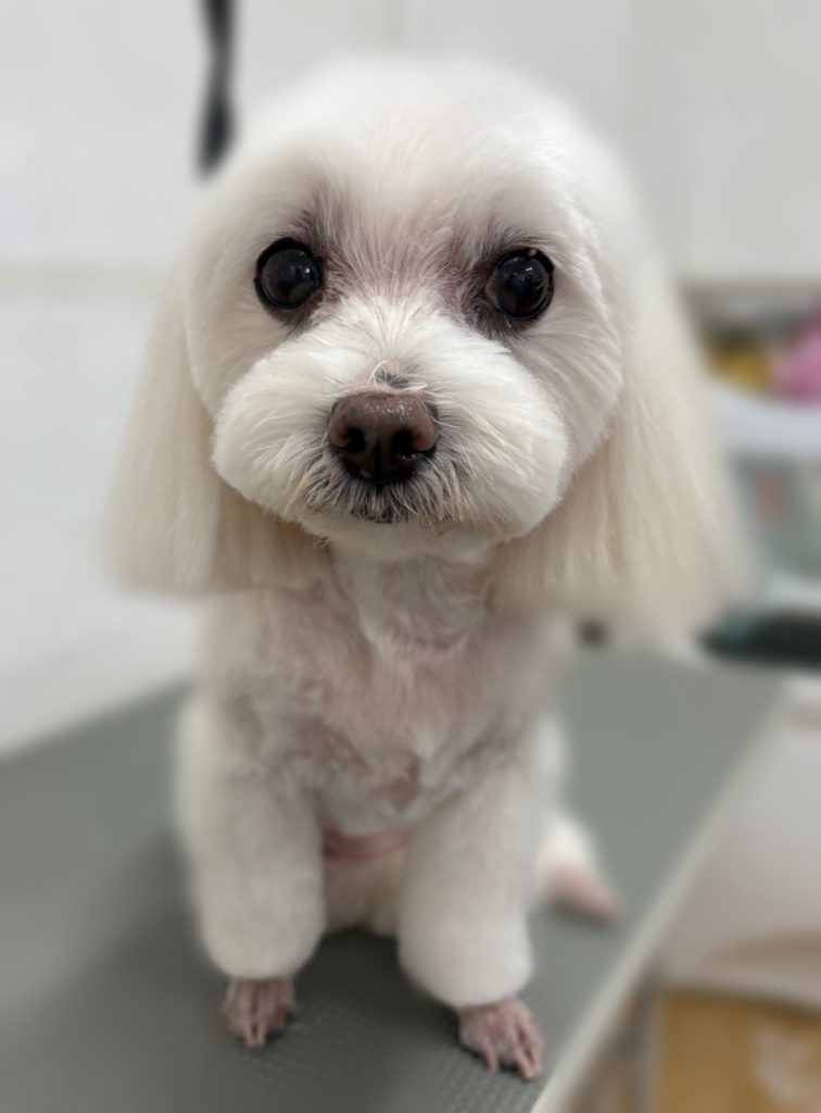 はなちゃん