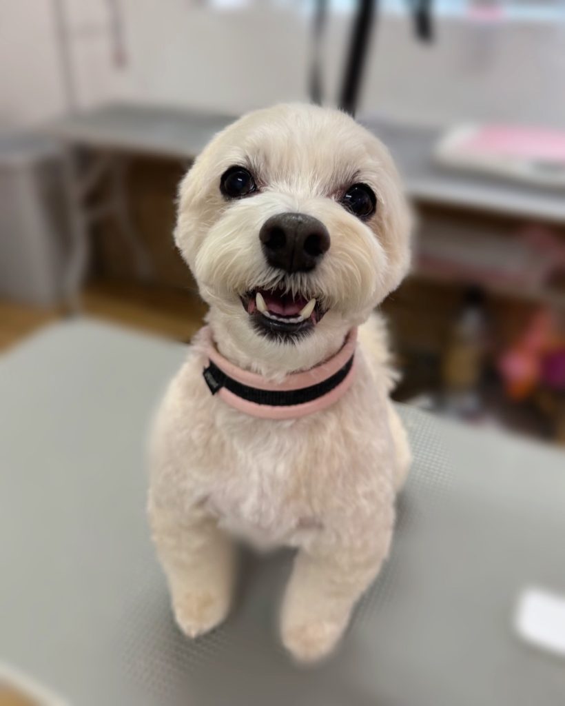 ビスケットくん