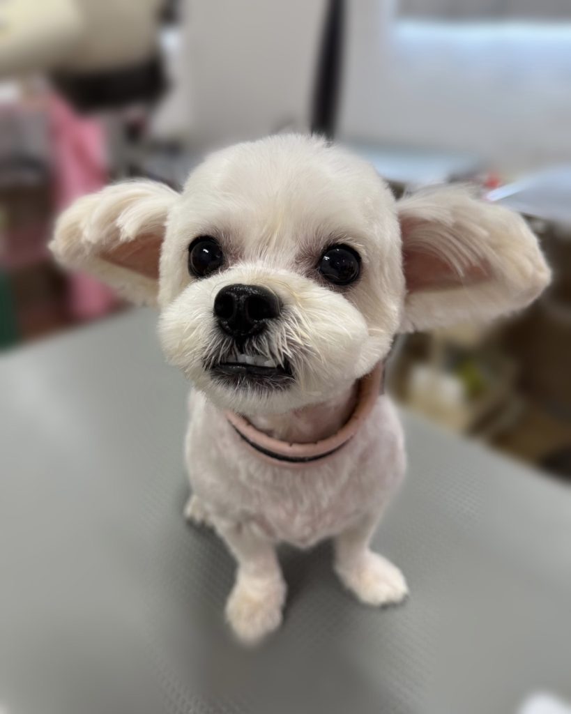 ぷーぷーちゃん