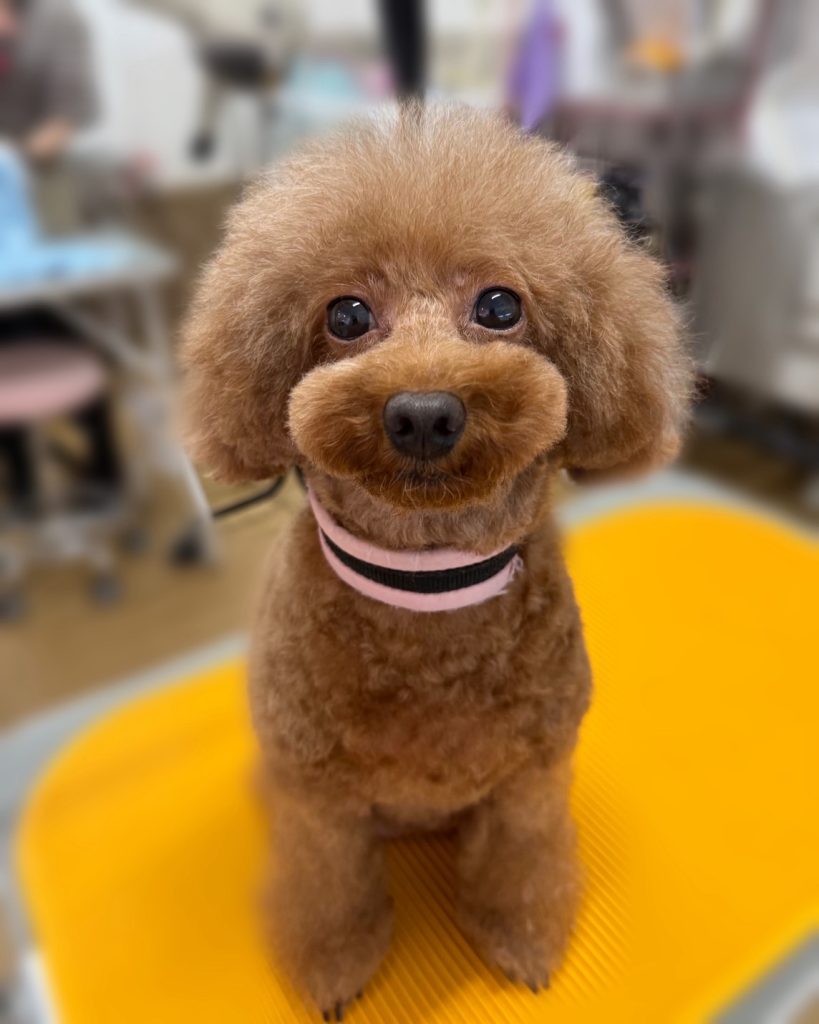 ベリーちゃん