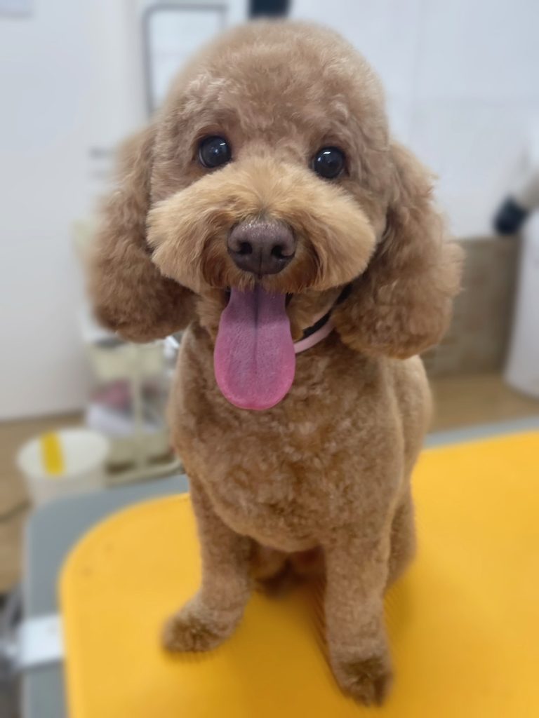 ベルくん