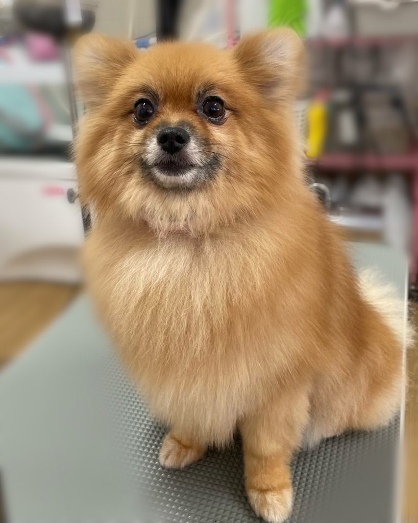 ぽんちゃん