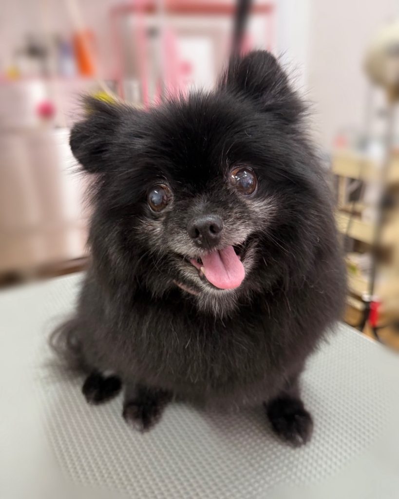 ぽっけちゃん