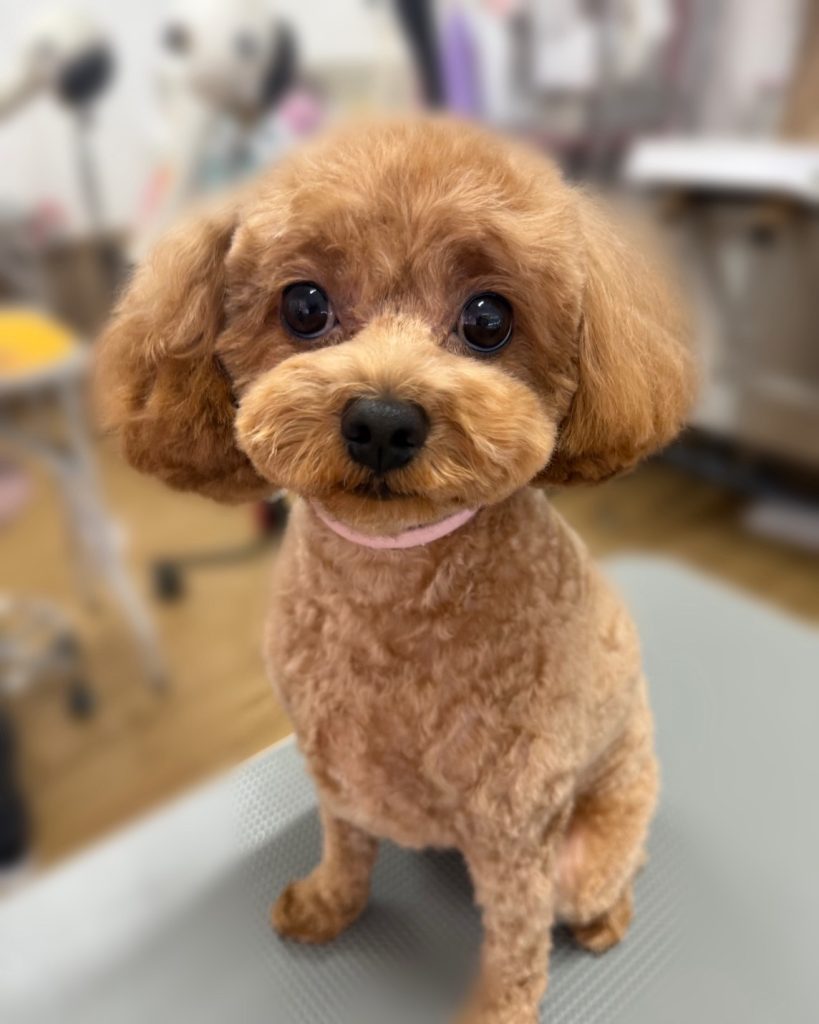 まんじゅうくん