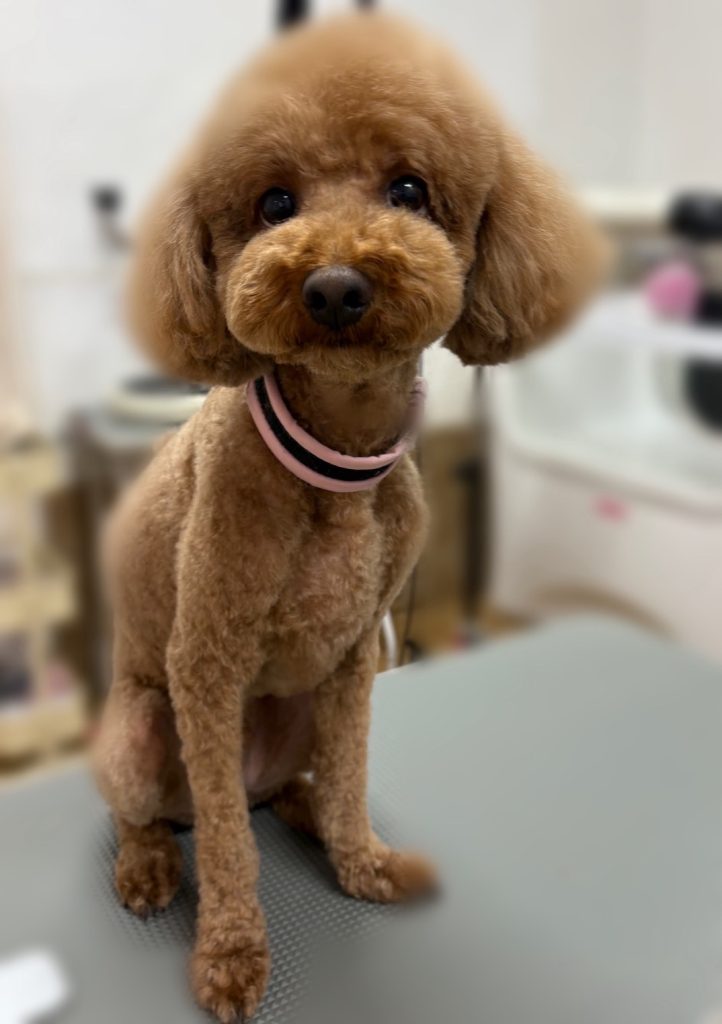 マメ太くん
