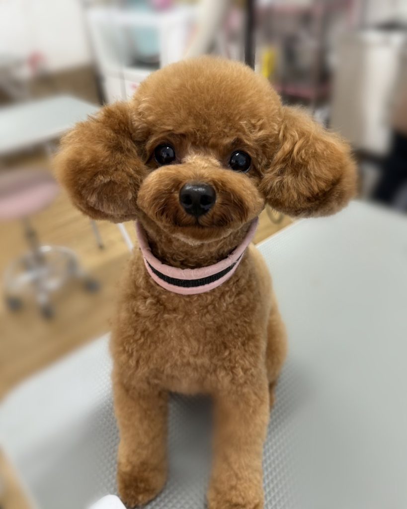 りりちゃん