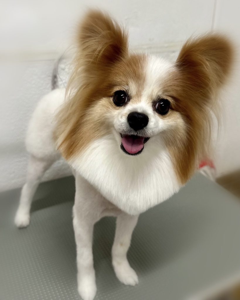 ラテちゃん