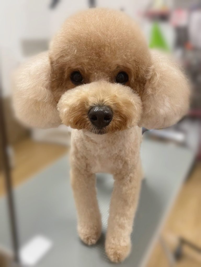 リクくん
