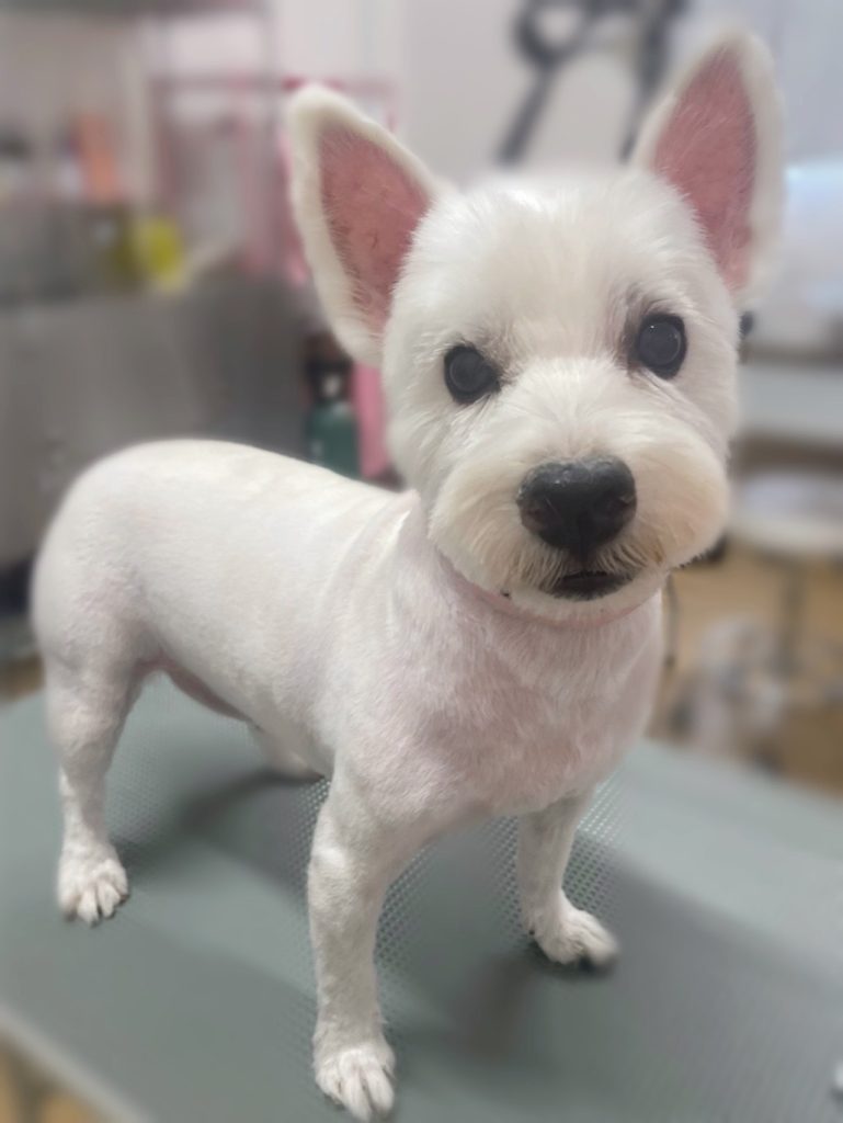 蓮くん