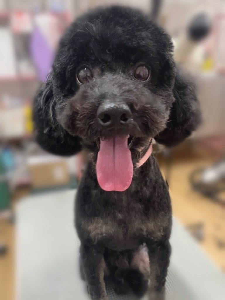 こはくくん