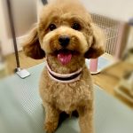 コアくん