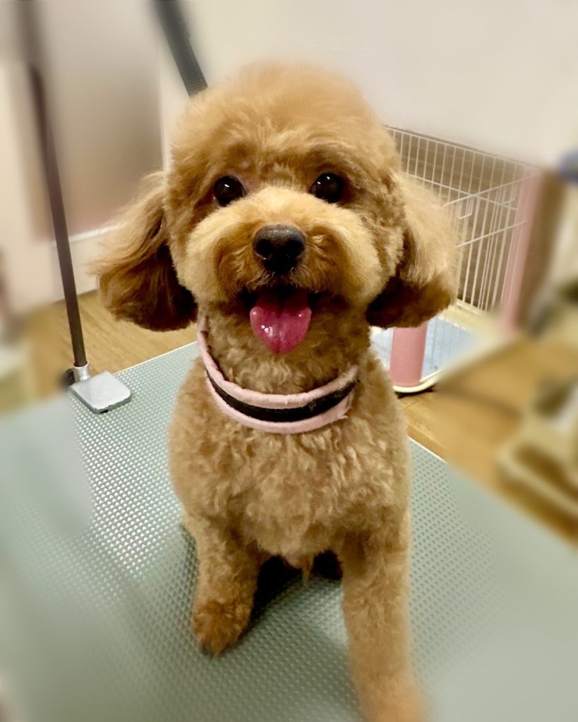 コアくん