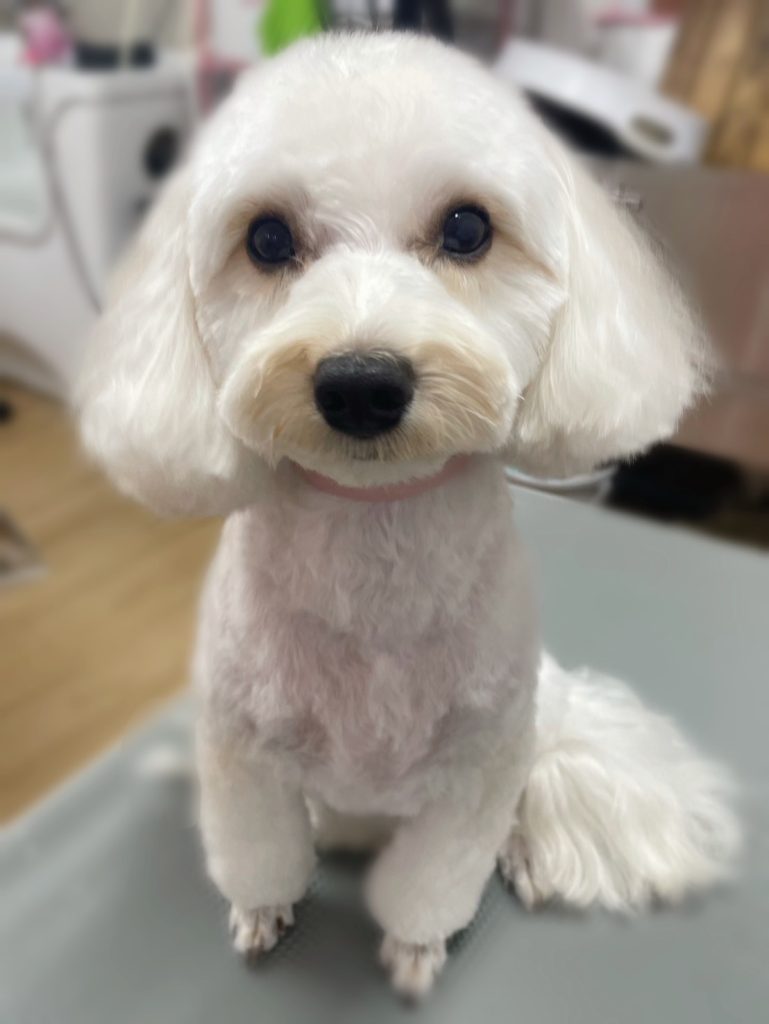 モグくん