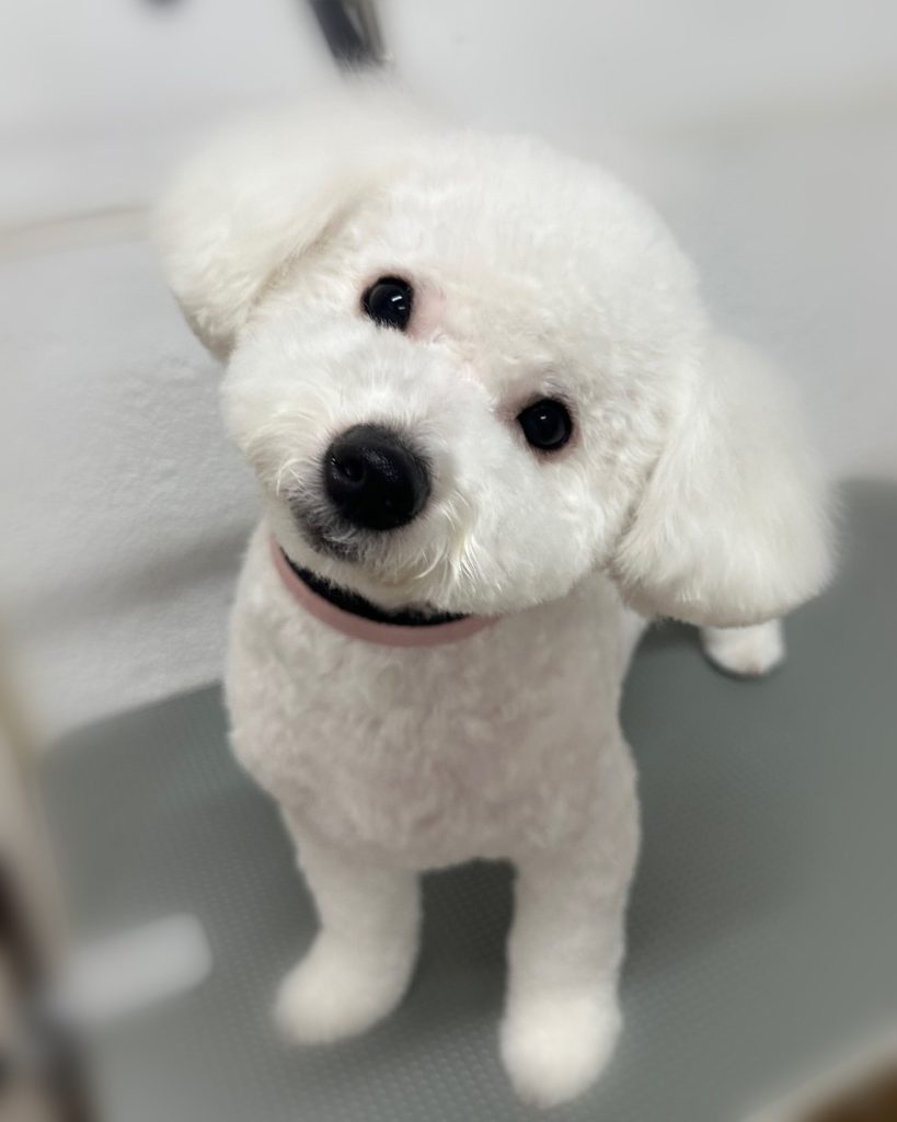 ガヴくん