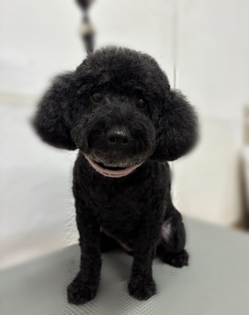 さくらちゃん