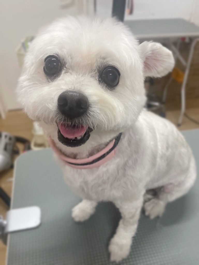 きなこちゃん