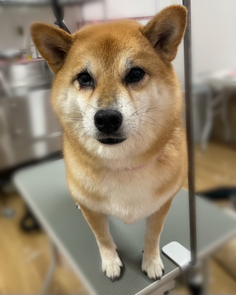 はなちゃん